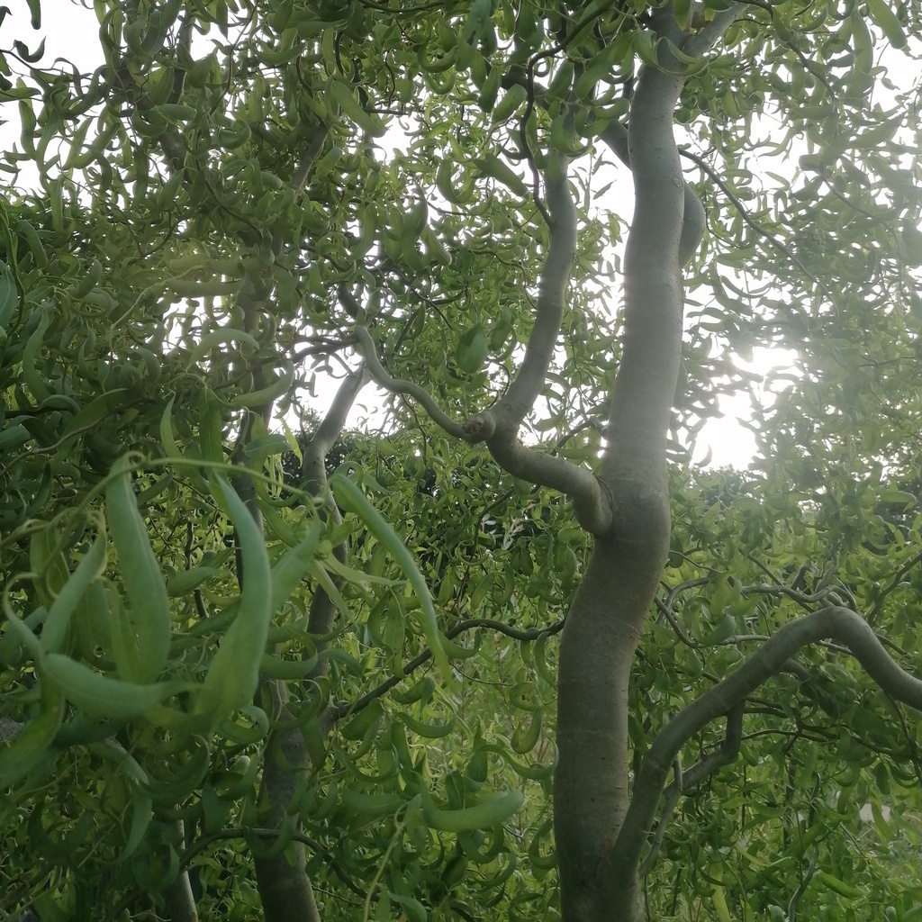 Saule tortueux - Salix babylonica tortuosa