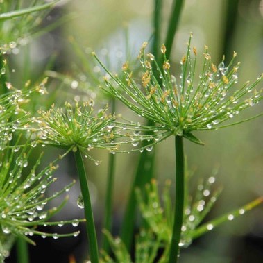 Papyrus nain - Cyperus papyrus Nanus