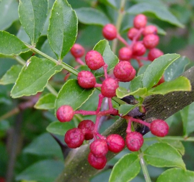 Poivrier du Sichuan (Zanthoxylum simulans)