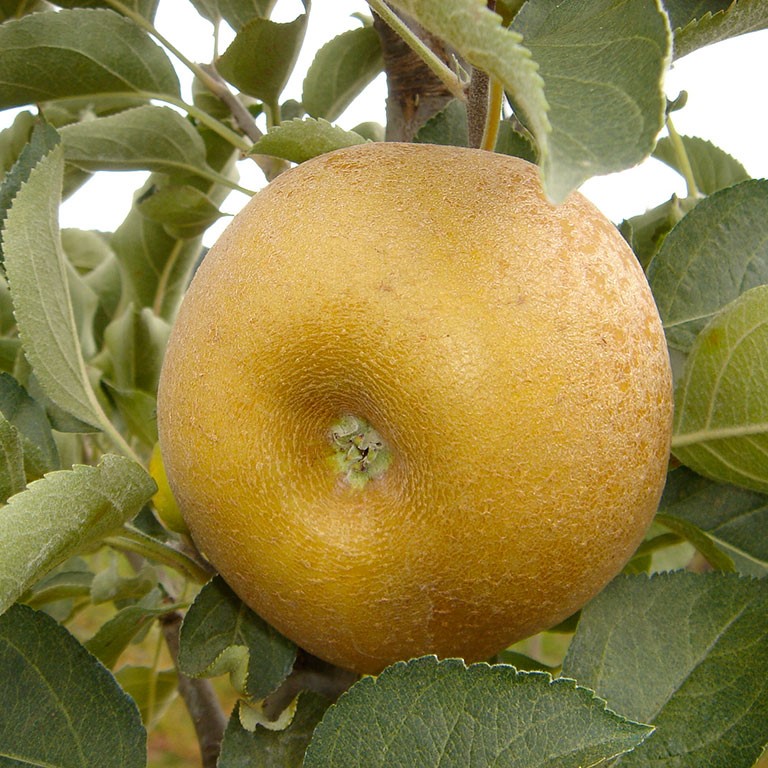 Reinette grise du Canada