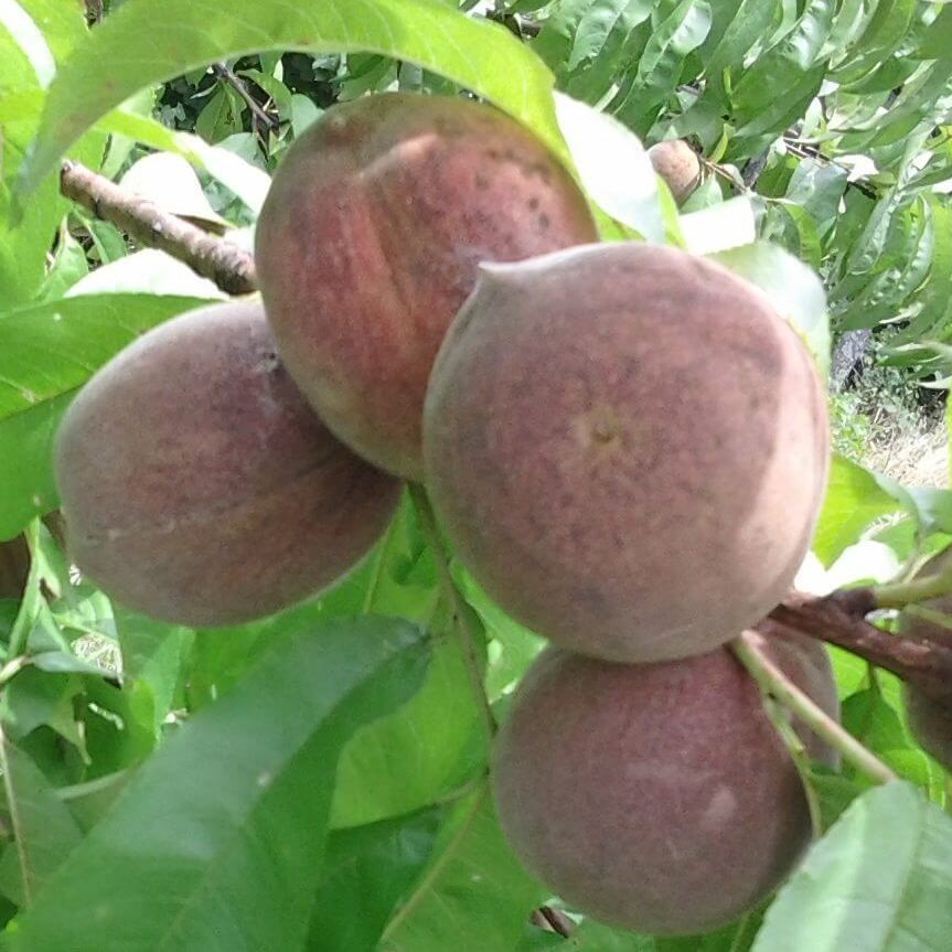 Pêche de vigne sanguine