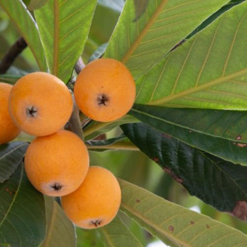 Néflier du japon - eriobotrya japonica
