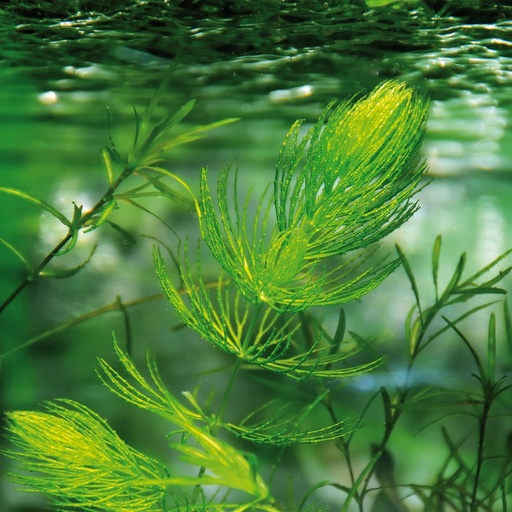 Cornifle immergée - Ceratophyllum demersum