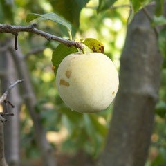 Reine Claude de Bavay