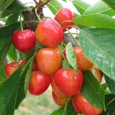 Cœur de pigeon (bigarreau)