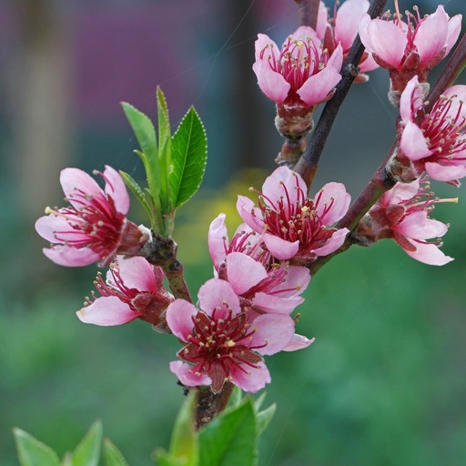 Pêcher - prunus persica